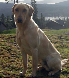 yellow lab stud dog