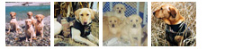 lab photo previews