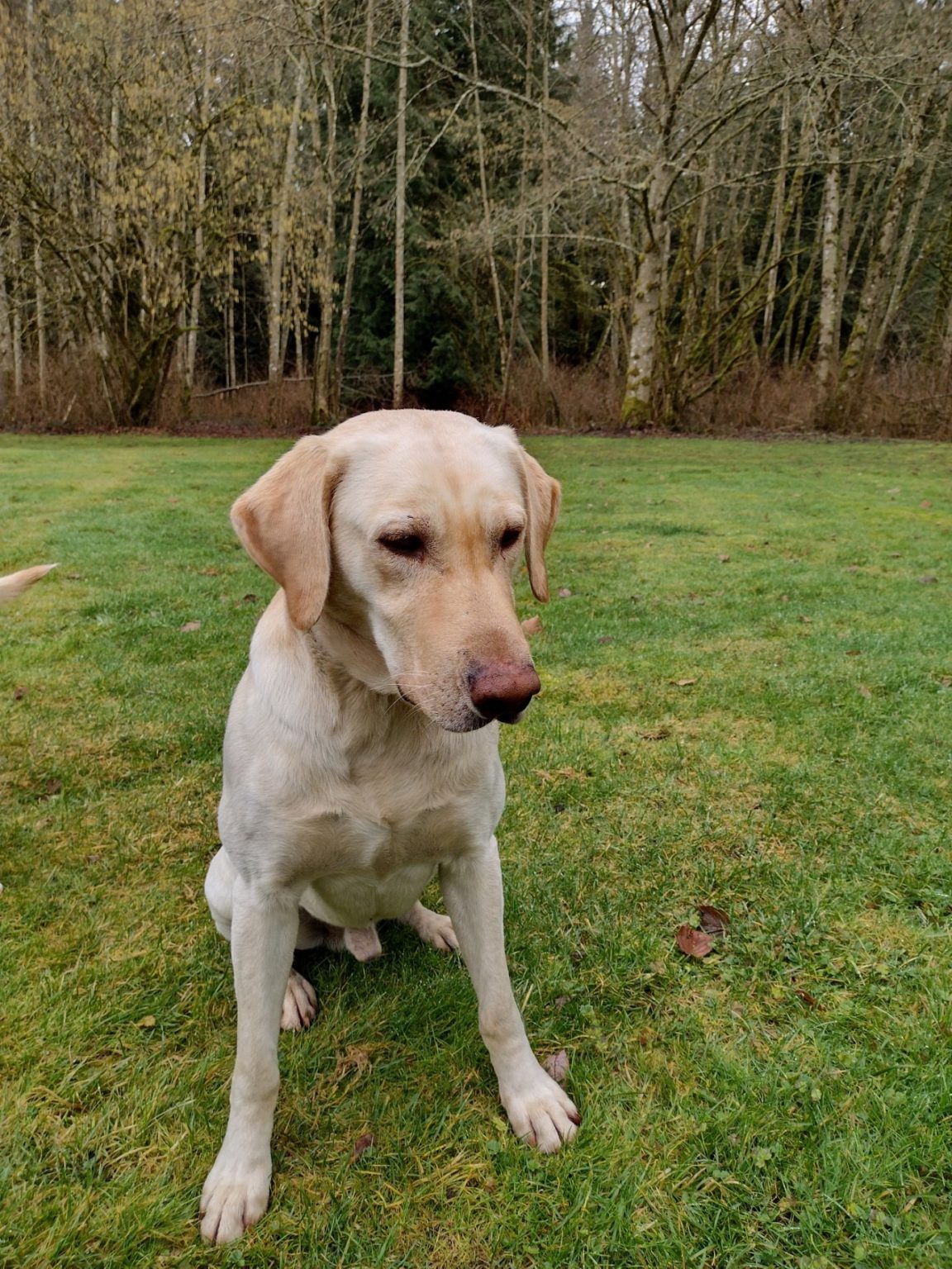 Yellow Labrador Photo Gallery