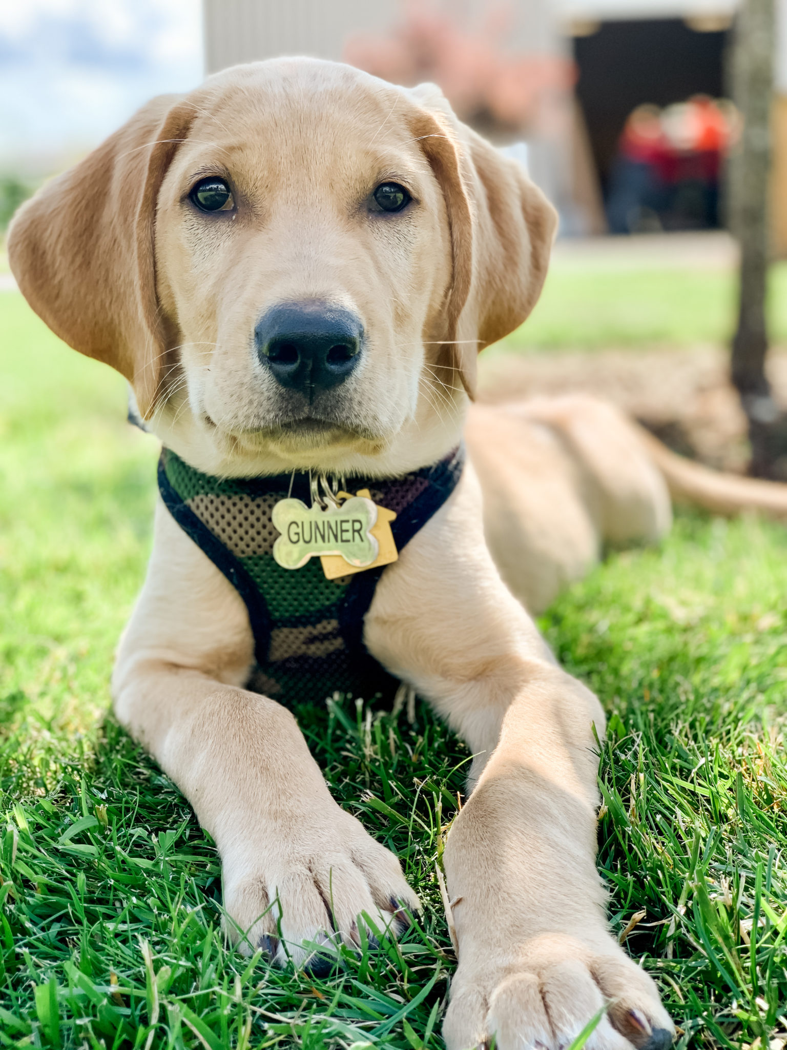 Yellow Labrador Photo Gallery