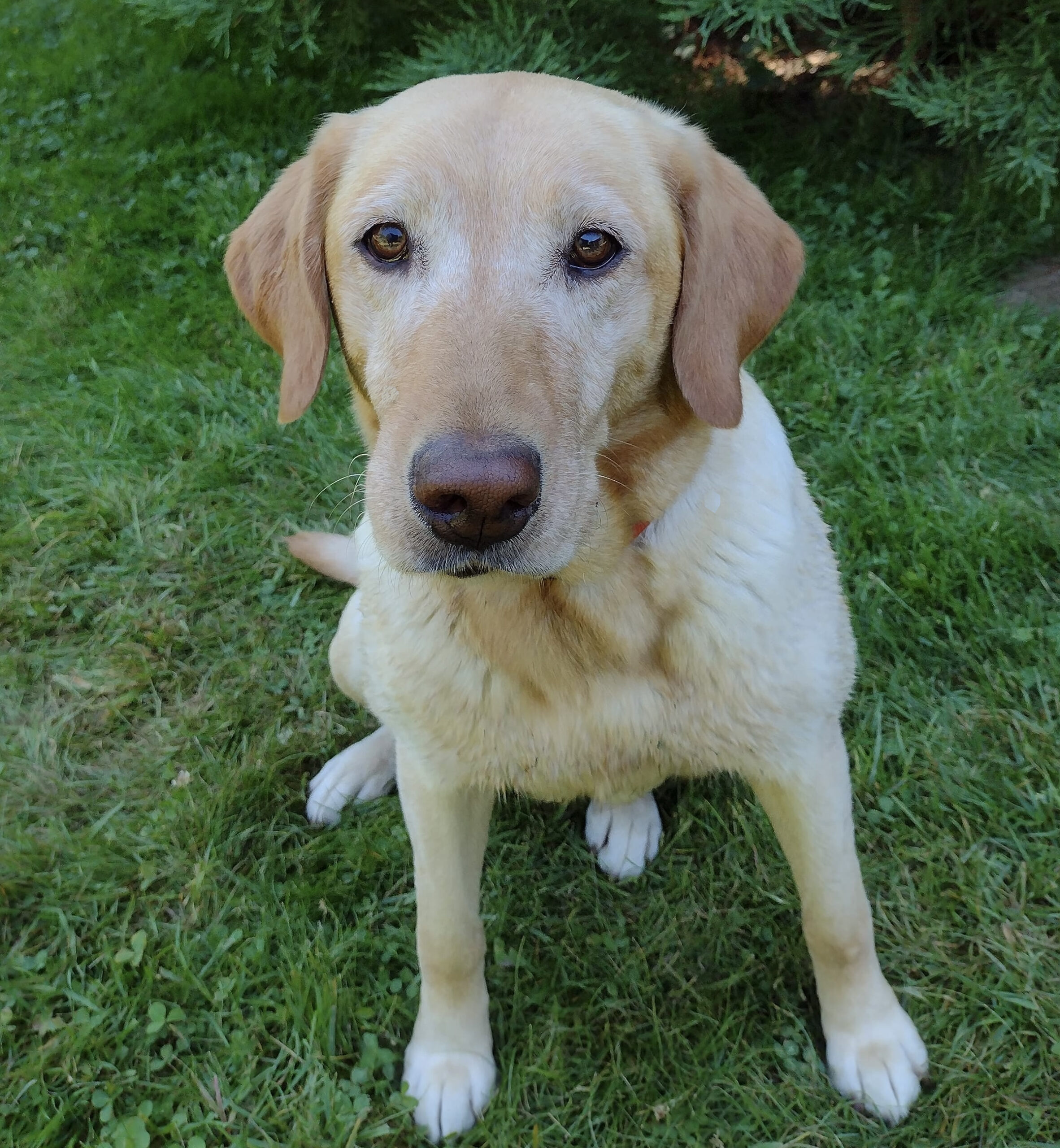 Oakley